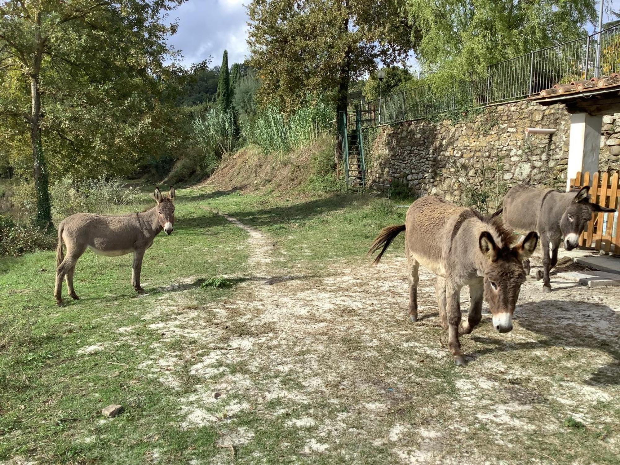 Villa Rigacci Hotel Reggello Eksteriør bilde